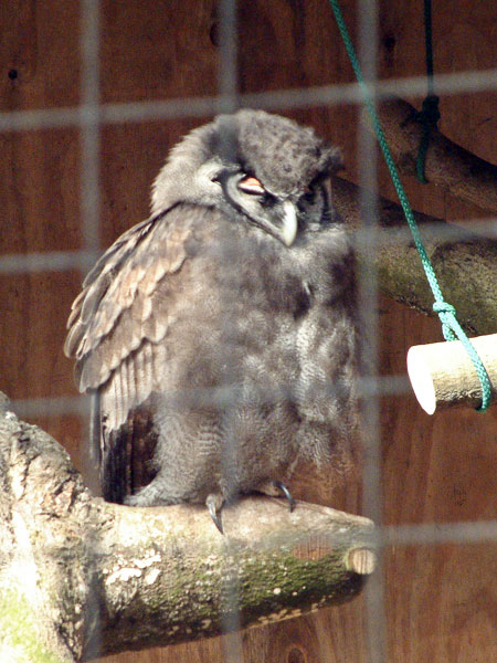 New Forest Wildlife Park,Bird,African Owl