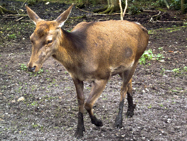 New Forest Wildlife Park,Animal,Red Deer