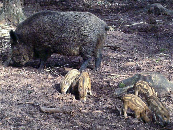 New Forest Wildlife Park,Animals,Pig,Piglets