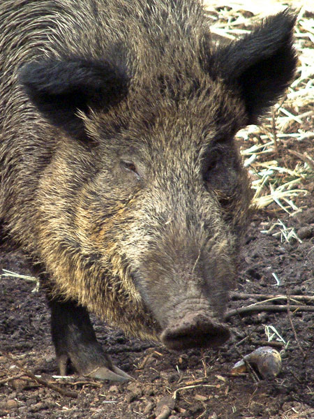 New Forest Wildlife Park,Animal,Sow,Pig