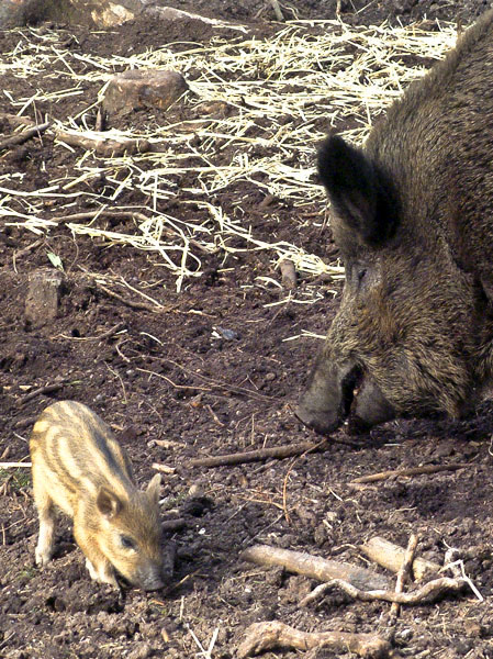 New Forest Wildlife Park,Animals,Sow,Pig,Piglet