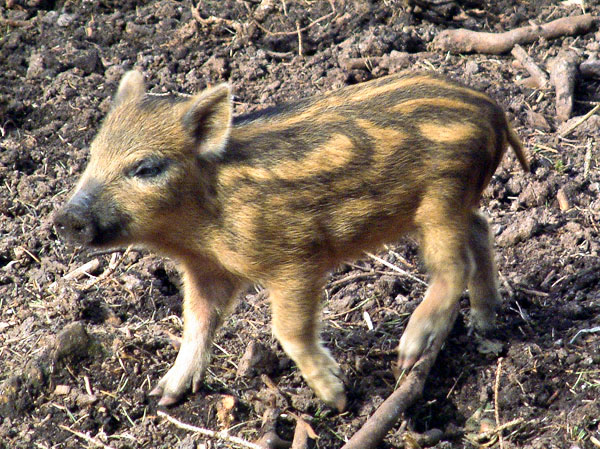New Forest Wildlife Park,Animal,Piglet