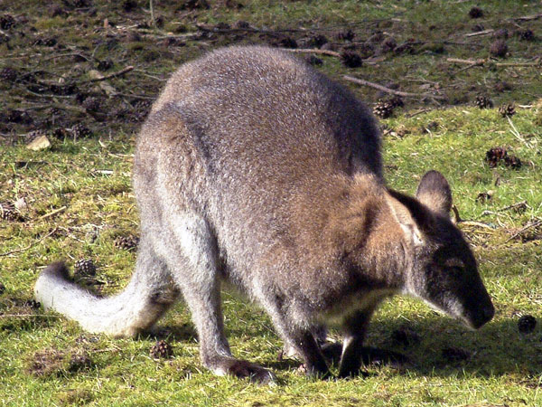 New Forest Wildlife Park,Animal,Wallaby