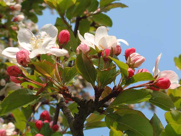 Gorley Common,Plum,Tree,Blossom,Flowers,