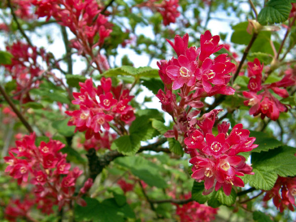 Currant Flowers