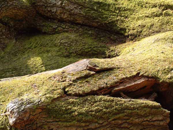 Howen Bushes,Moss,Trees