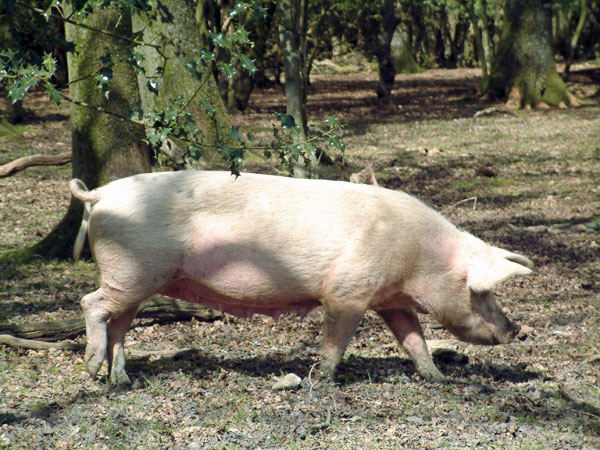 Fritham,Pig,Animal