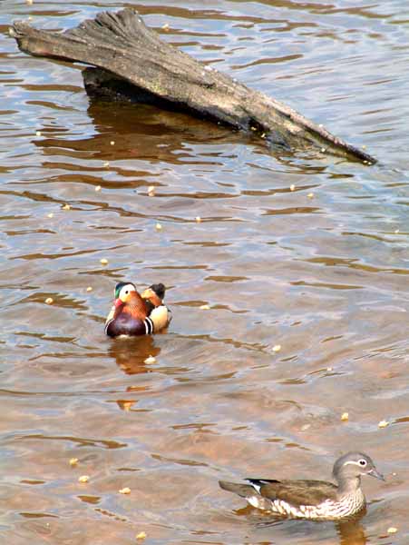 Eyeworth Pond,Birds,Mandarin Duck,Fritham
