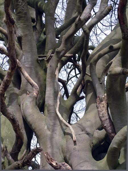 Tree,Beech