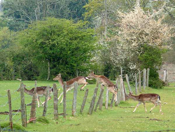 Eyeworth,Deer,Animals,Fritham