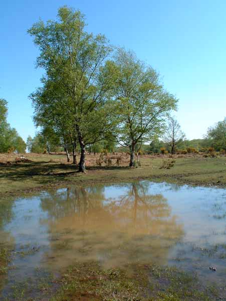 Stagbury Hill,Pond
