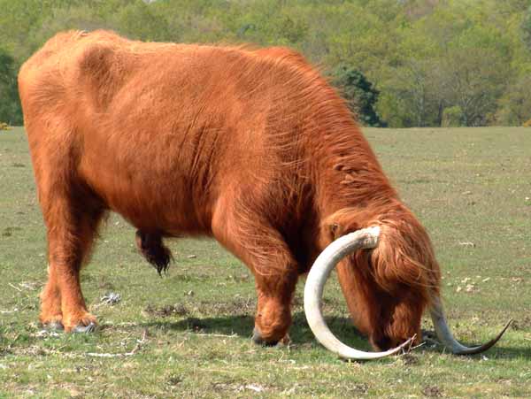 Hatchet Pond,Longhorn Cows,Animals