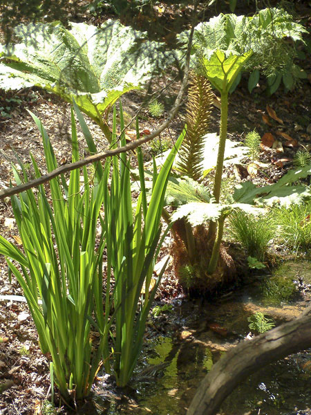 Rhubarb Leaf,Gunnera manicata,Exbury Gardens