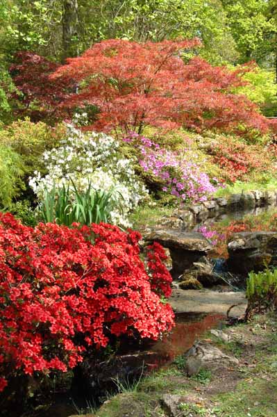 Exbury Gardens,Flowers