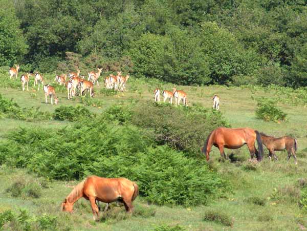 Deer,Pony,Horse,Animal