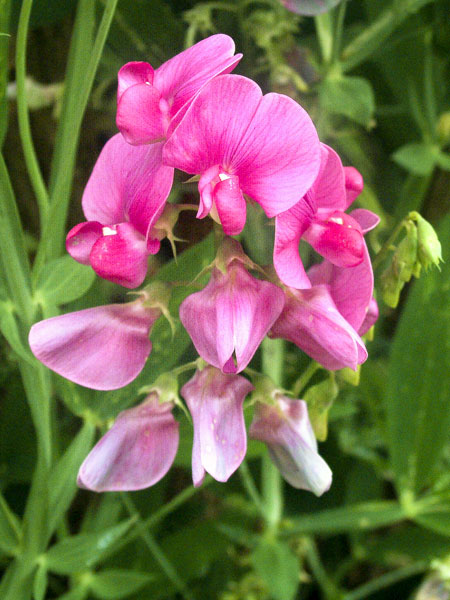 Sweet Pea Flower