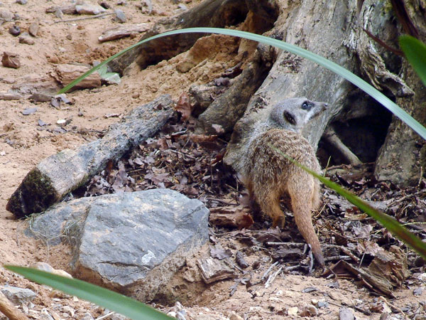 Zoo,Animal,Meerkat,Longleat