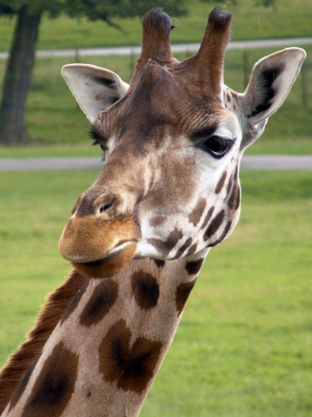 Zoo,Animal,Giraffe,Longleat Safari Park