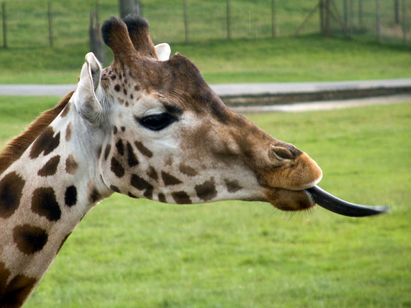 Zoo,Animal,Giraffe,Longleat Safari Park