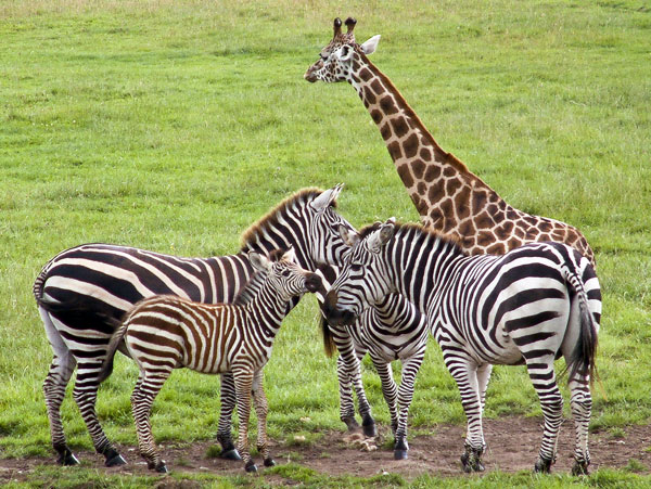 Zoo,Animals,Giraffe,Zebras,Equus quagga,Longleat Safari Park