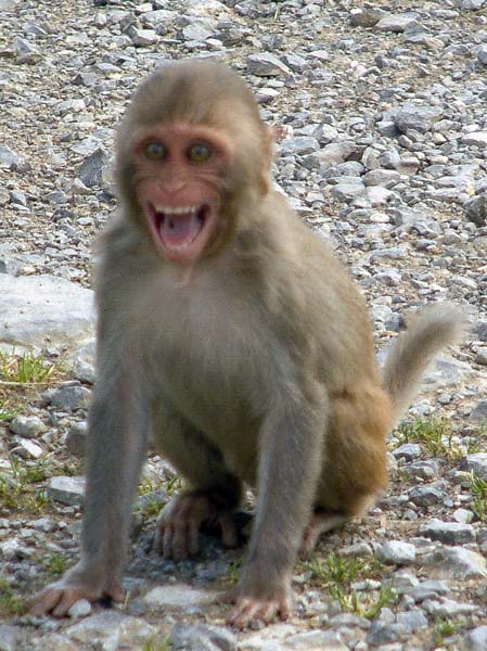Zoo,Animal,Monkey,Longleat Safari Park