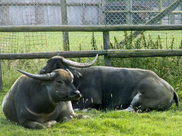 Water,Buffalo,Longleat Safari Park