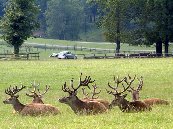 Zoo,Animal,Red Deer,Longleat Safari Park