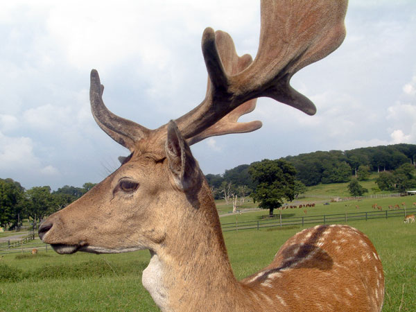 Zoo,Animal,Fallow Deer,Longleat Safari Park