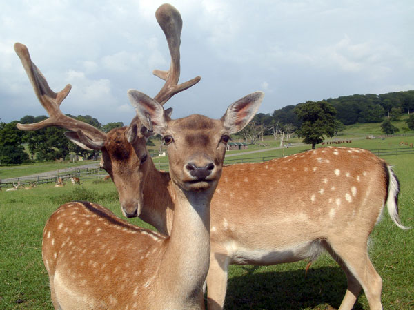 Zoo,Animal,Fallow Deer,Longleat Safari Park