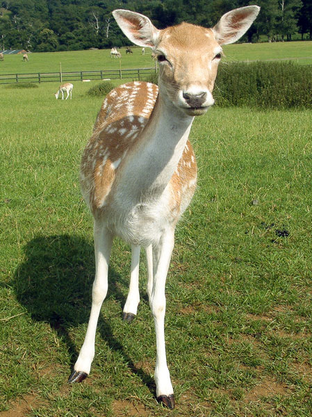 Zoo,Animal,Fallow Deer Fawn,Longleat Safari Park