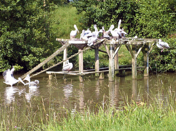 Zoo,Birds,Pelicans,Longleat Safari Park