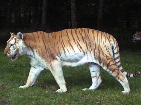 Zoo,Animal,Tiger,Longleat Safari Park