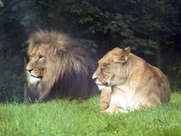 Zoo,Animals,Lion,Lioness,Longleat Safari Park
