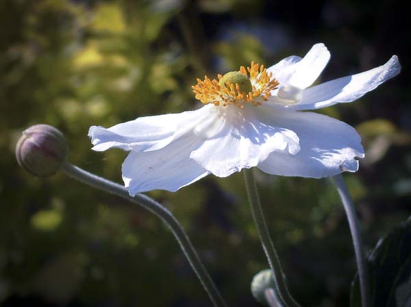 Japanese Anemone,Flower,Anemone x hybrida 'Honorine Jobert'