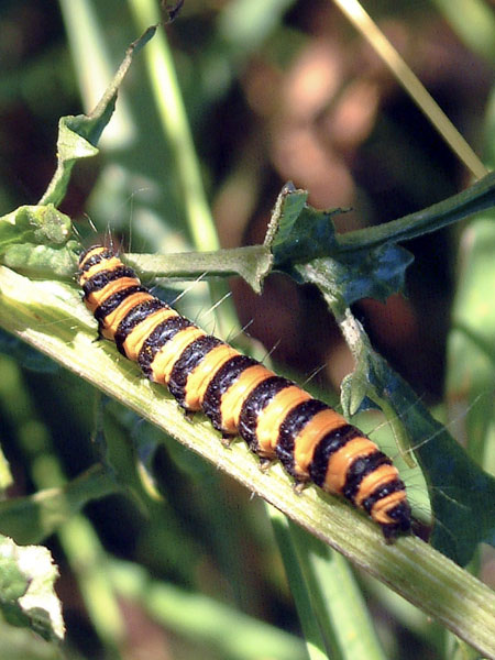 Insects,Caterpillar