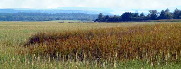 Arne,Purbeck
