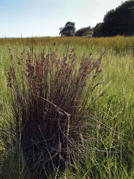 Arne,Rushes,Poole Harbour