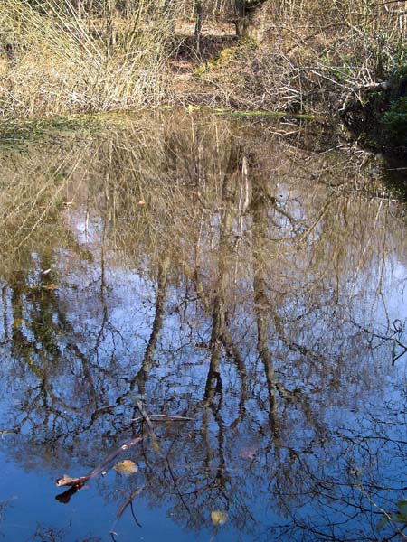 Highcliffe,Steamer Point,Ponds