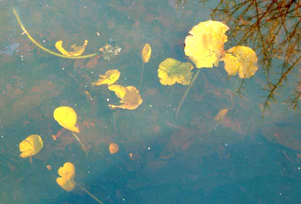 Highcliffe,Steamer Point,Lillies,Flowers,Ponds