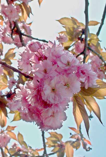 Tree,Flowers,Blossom,Cherry