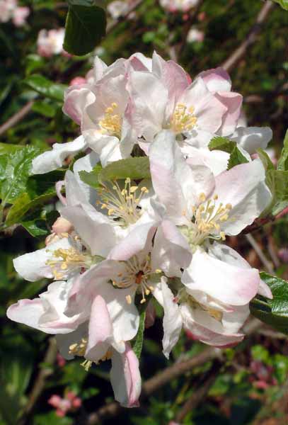 Tree,Flowers,Blossom,Apple