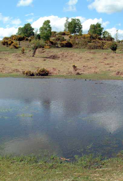 Stagbury Hill