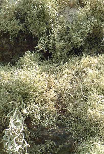 St Michael's Mount,Lichen