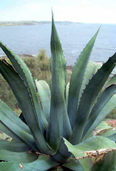 St Michael's Mount,Aloe