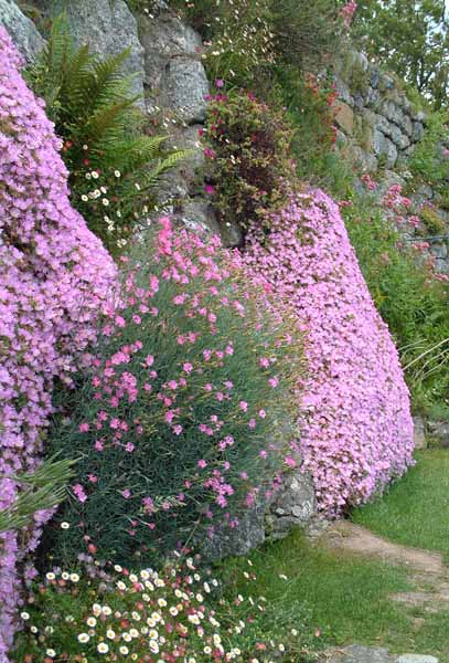 St Michael's Mount,Flowers