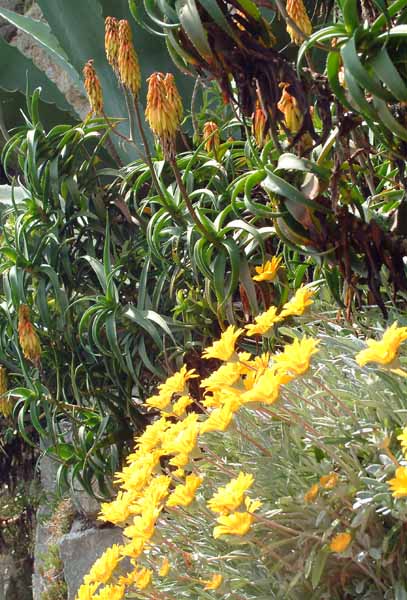 St Michael's Mount,Flowers