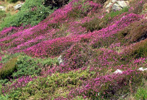 Flowers,Heather