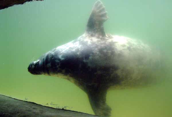 Gweek,National Seal Sanctuary,Seal,Animal