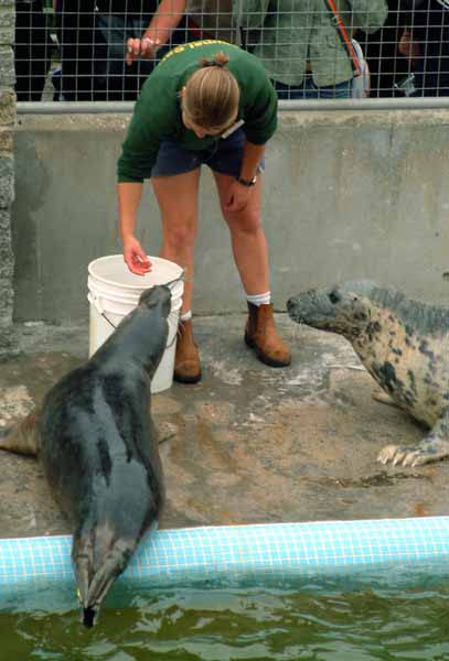 Gweek,National Seal Sanctuary,Seal,Animals