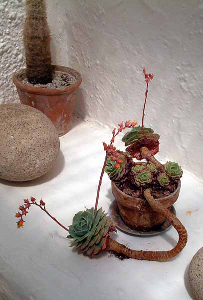 St Ives,Barbara Hepworth Museum,Plants
